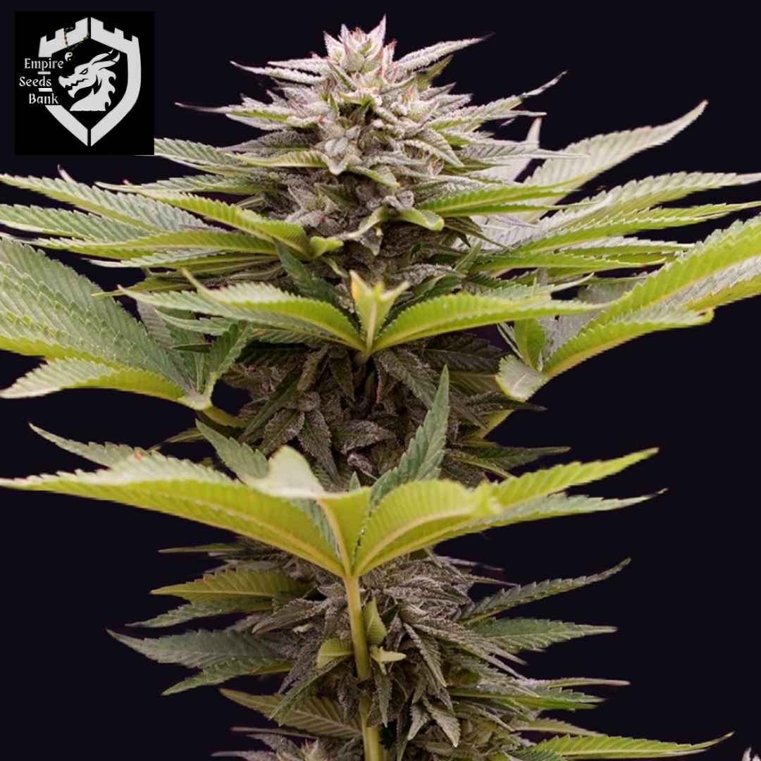Karamelua Bilbo Cannabispflanze mit harzigen Blüten und kräftigen grünen Blättern