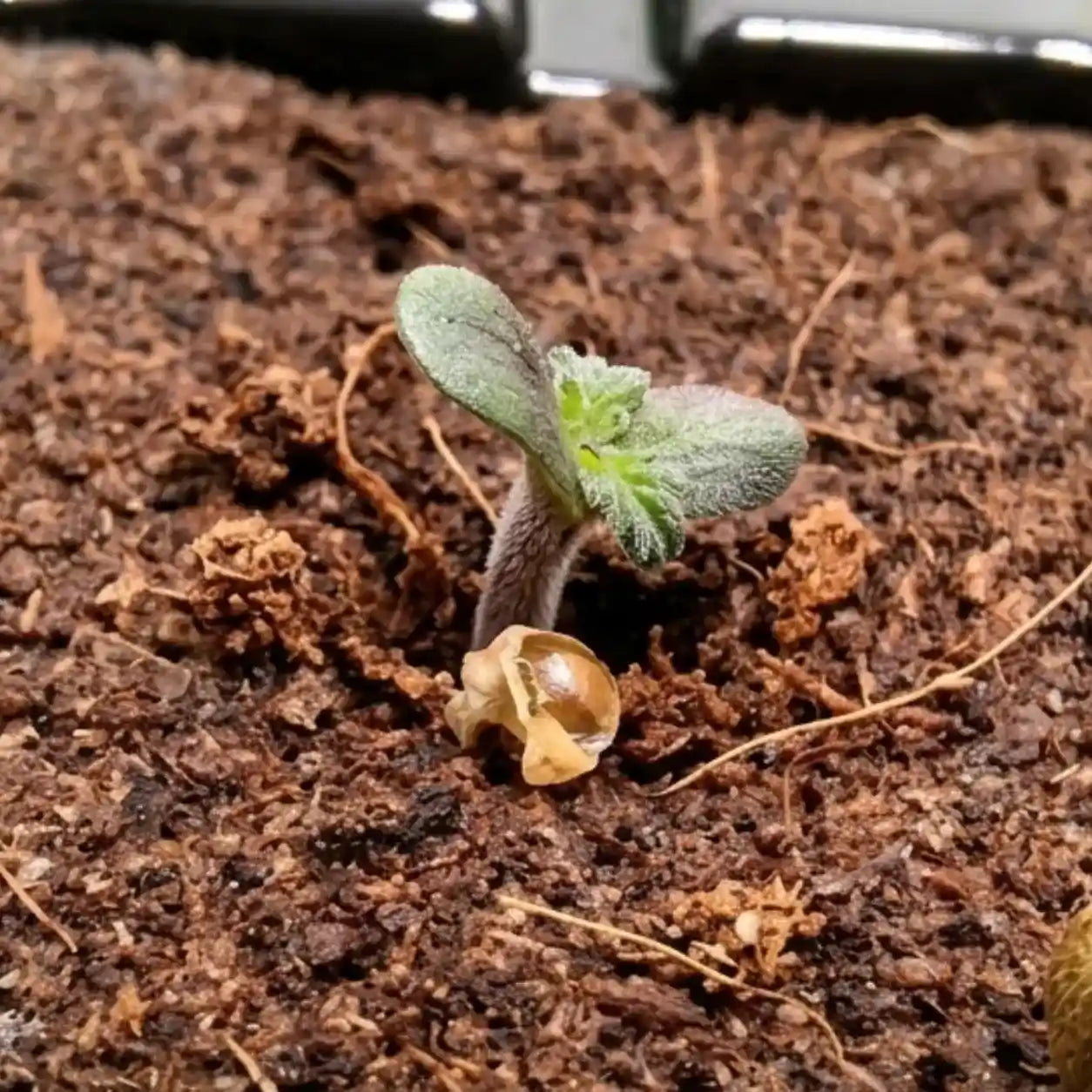 Citrus Hashquake Keimling mit ersten Blättern beim Keimen im Substrat