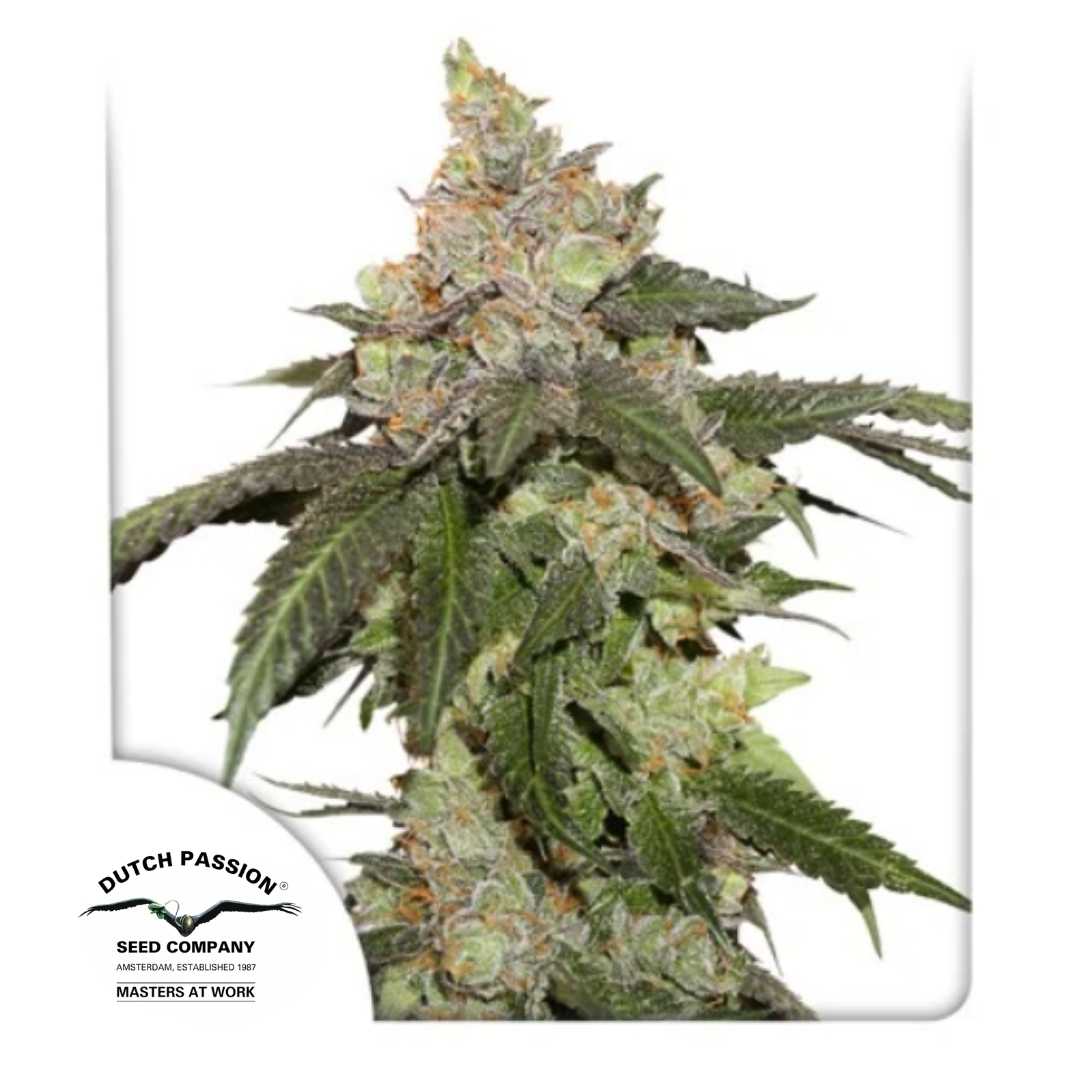 Kerosene Krash Bud mit dichten Blüten, violett-grünen Blättern und glitzernden Harztrichomen von Dutch Passion.