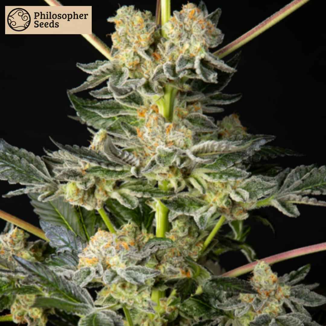 Prachtvolle Orange Candy Cannabisblüte mit extrem dichter Harzschicht und leuchtend orangefarbenen Härchen.