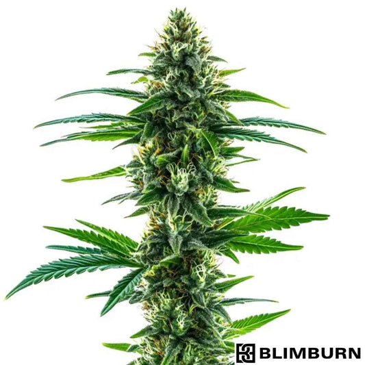 Khalifa Kush Blüte mit dichter Struktur, harzreichen Buds und kräftigen grünen Fächerblättern