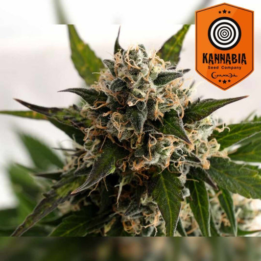 Dichte Kickass Auto Blüte mit vielen Harztrichomen und orangefarbenen Blütenhaaren