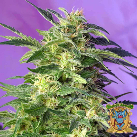 Nahaufnahme einer dichten Killer Kush Auto Blüte mit hellgrünen Blättern und harzüberzogenen Trichomen.