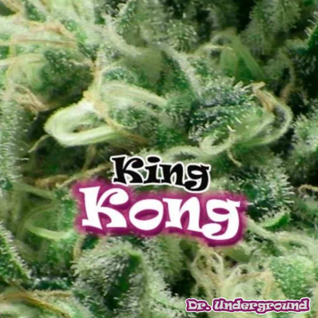 King Kong Cannabisblüte mit dichten harzigen Buds und sichtbaren Trichomen in Nahaufnahme