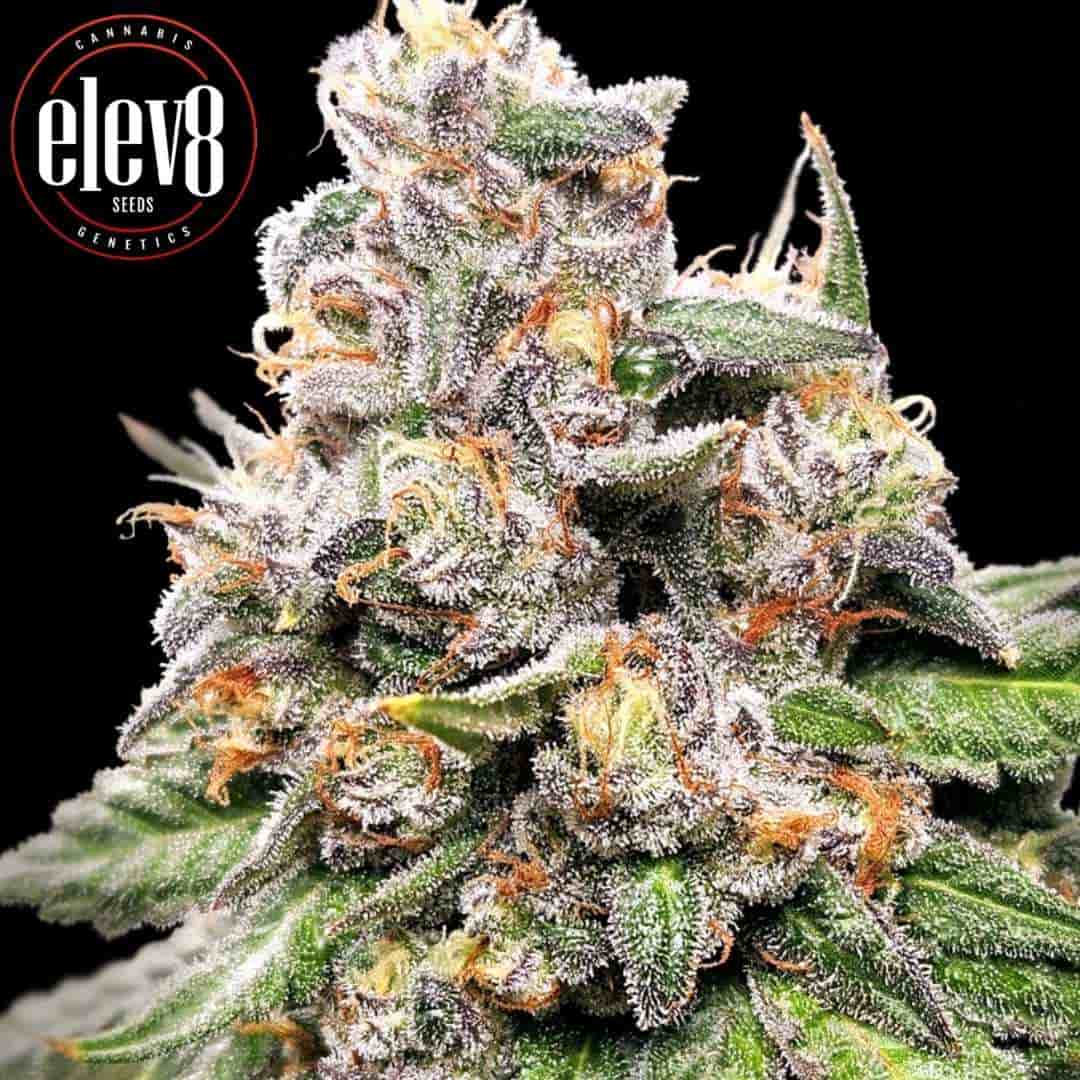 Harzige King Payton Cannabisknospe mit orangenen Härchen und dichter Trichomschicht