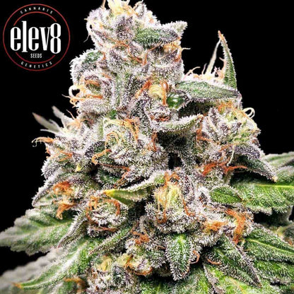 Harzige King Payton Cannabisknospe mit orangenen Härchen und dichter Trichomschicht