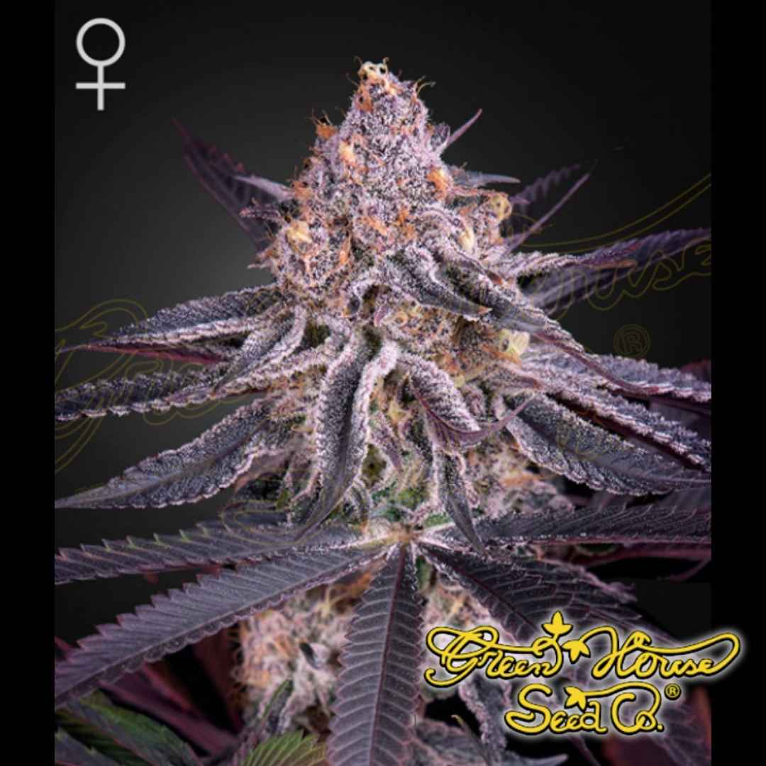 Jack Herer Cannabisknospe mit dichter Blütenstruktur, vielen Trichomen und orangefarbenen Blütenstempeln