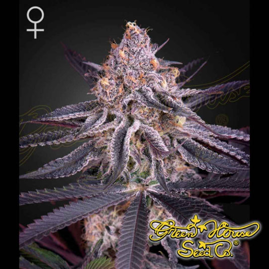 Jack Herer Cannabisknospe mit dichter Blütenstruktur, vielen Trichomen und orangefarbenen Blütenstempeln