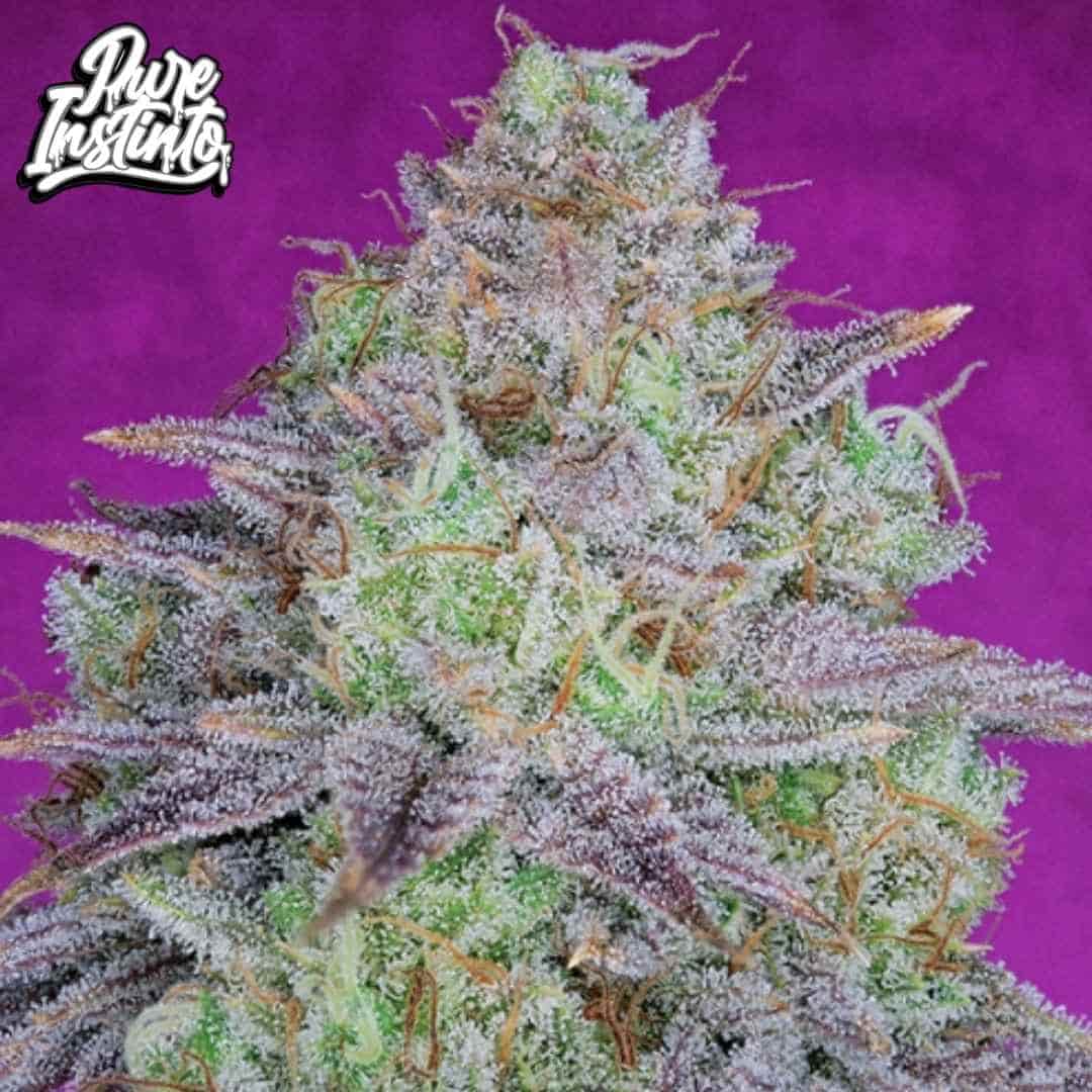 Harzige King’s Banner Cannabisblüte mit dichten Trichomen und violett-grünen Blättern, kompakter Bud mit hohem Harzbesatz