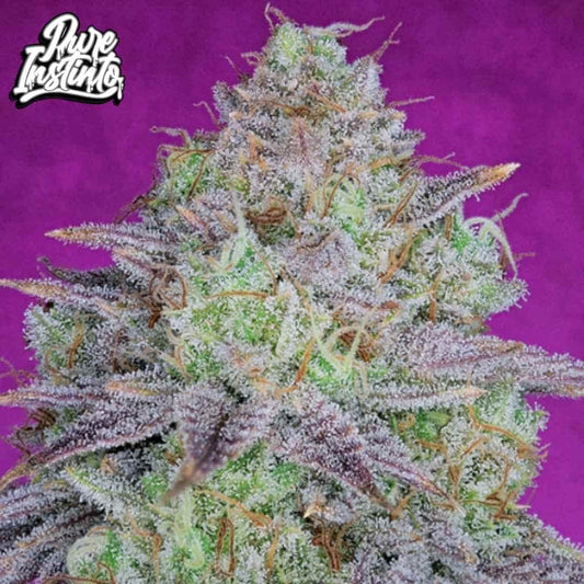 Harzige King’s Banner Cannabisblüte mit dichten Trichomen und violett-grünen Blättern, kompakter Bud mit hohem Harzbesatz