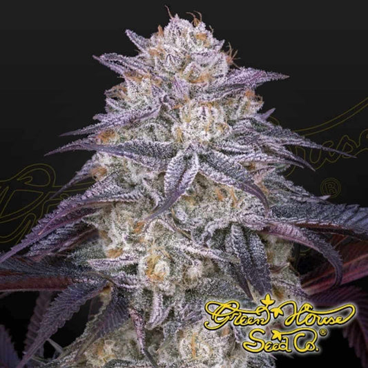 King’s Juice Auto Cannabisblüte mit dichten, harzigen Buds, violetten Zuckerblättern und ausgeprägten Trichomen