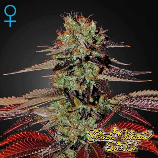 Reife Blüte von King's Kush Auto mit dichten, harzigen Buds und violett gefärbten Zuckerblättern