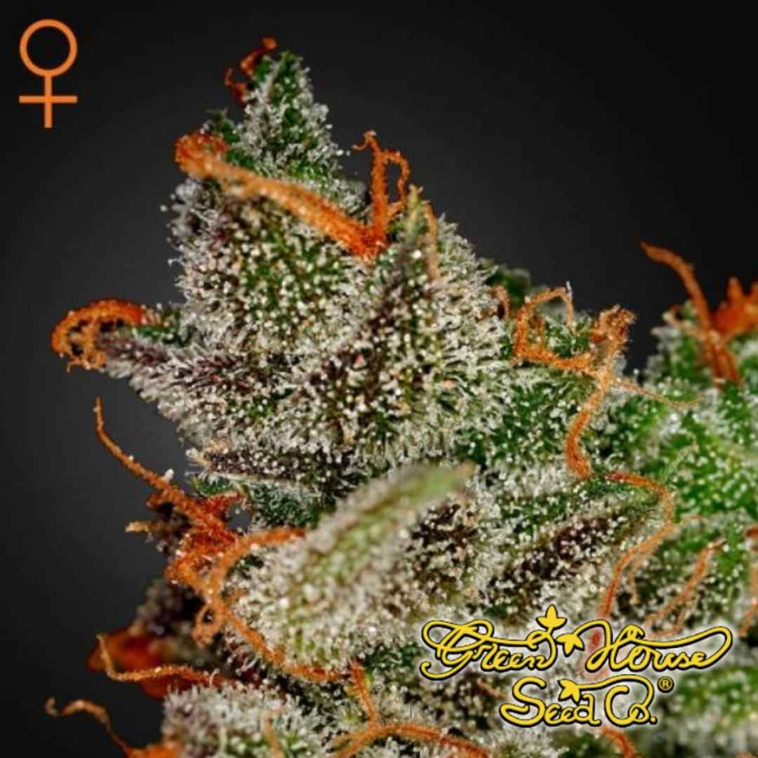 King's Kush Cannabisblüte mit dichten Buds, vielen Trichomen und leuchtend orangefarbenen Blütenfäden