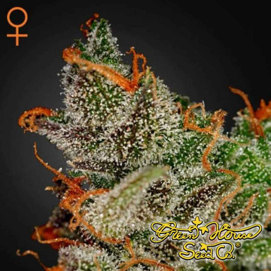 King's Kush Cannabisblüte mit dichten Buds, vielen Trichomen und leuchtend orangefarbenen Blütenfäden