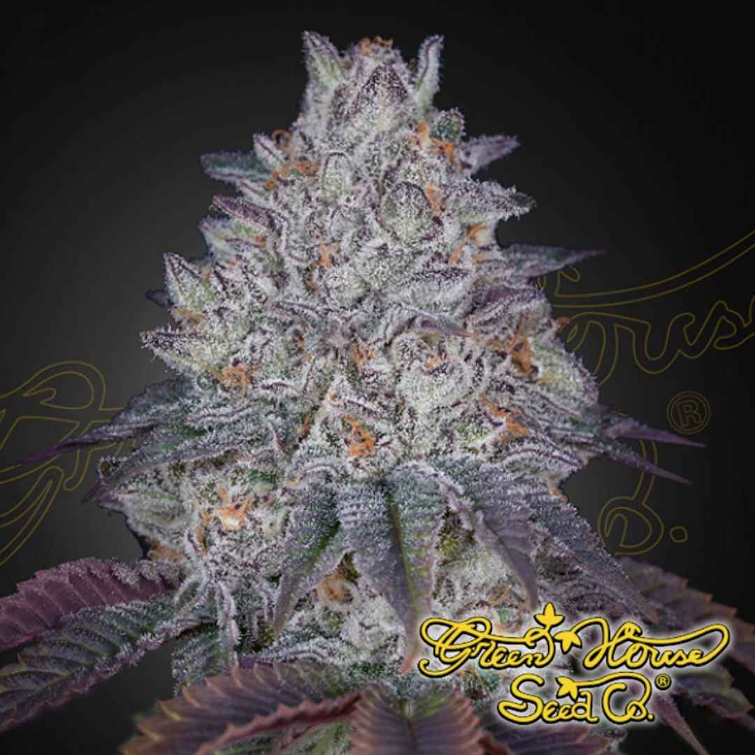 King's Tart Cannabisblüte mit dichter Struktur, starker Harzschicht, violetten Nuancen und leuchtend orangefarbenen Stempeln