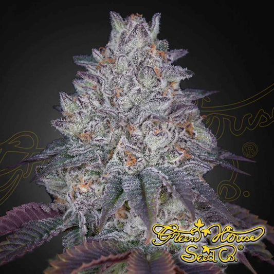 King's Tart Cannabisblüte mit dichter Struktur, starker Harzschicht, violetten Nuancen und leuchtend orangefarbenen Stempeln