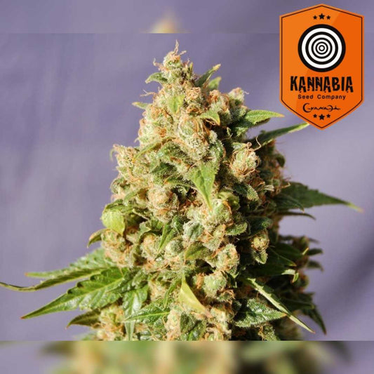 Dichte Kiss Blüte mit vielen orangefarbenen Härchen und kristallüberzogenen Buds