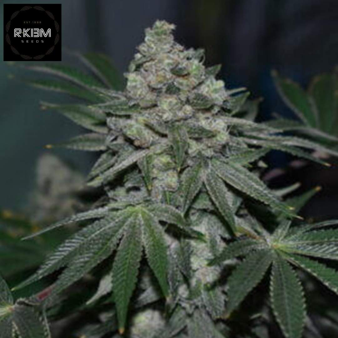 Klementine Cannabissorte mit dichtem harzigen Bud und ausgeprägten Trichomen