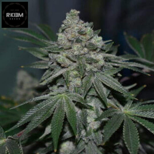 Klementine Cannabissorte mit dichtem harzigen Bud und ausgeprägten Trichomen