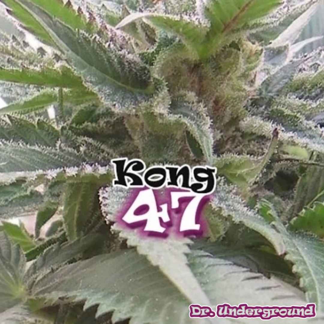 Kong 47 Cannabisblüte mit dichten, harzigen Buds und sichtbaren Trichomen an den Blättern