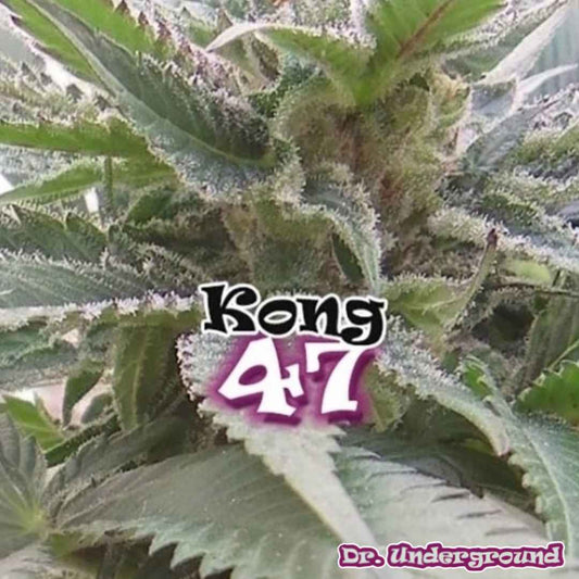 Kong 47 Cannabisblüte mit dichten, harzigen Buds und sichtbaren Trichomen an den Blättern