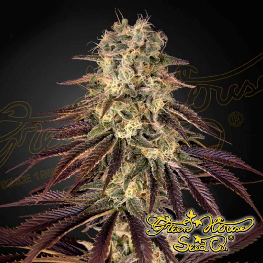 Kong's Krush Cannabispflanze mit dichten, harzigen Blüten, vielen Trichomen und violett gefärbten Zuckerblättern