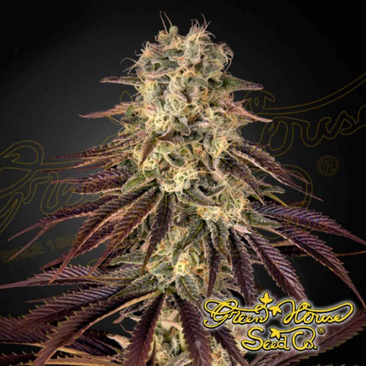 Kong's Krush Cannabispflanze mit dichten, harzigen Blüten, vielen Trichomen und violett gefärbten Zuckerblättern