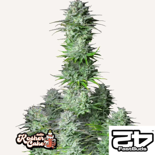 Kosher Cake Auto Pflanze mit dichten harzigen Buds und kräftigen grünen Blättern