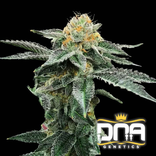 Nahaufnahme einer dichten Kosher Cookies Blüte mit leuchtend orangefarbenen Härchen und dicker Harzschicht.