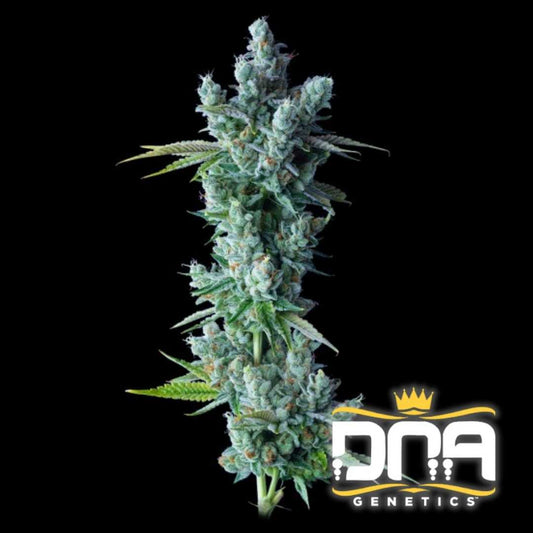 Dichte Kosher Dawg Blüte mit harzigen Trichomen und leuchtend grünen Blättern