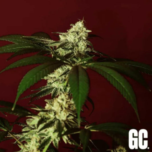 Kosher Kush BX Blüte mit dichten Harzschichten und grünen Fächerblättern