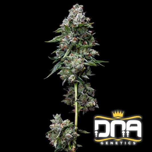 Dicht gewachsene Kosher Kush Blüte mit harzigen Trichomen und kräftig grünen Blättern.