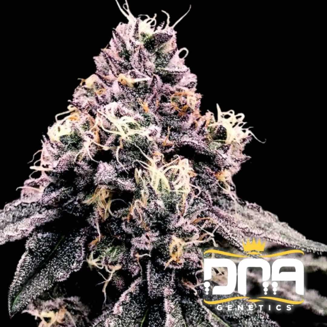 Nahaufnahme einer reifen Kosher Pie Blüte mit violetten Tönen, orangefarbenen Härchen und dichter Harzschicht.