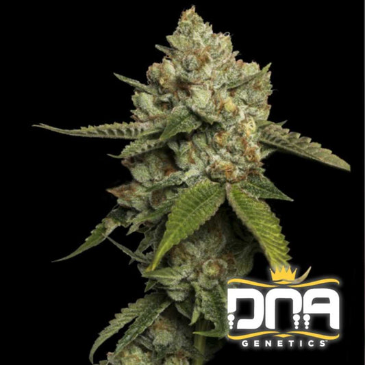 Dicht bewachsener Kosher Prophet Bud mit dicker Harzschicht und orangefarbenen Blütenhaaren