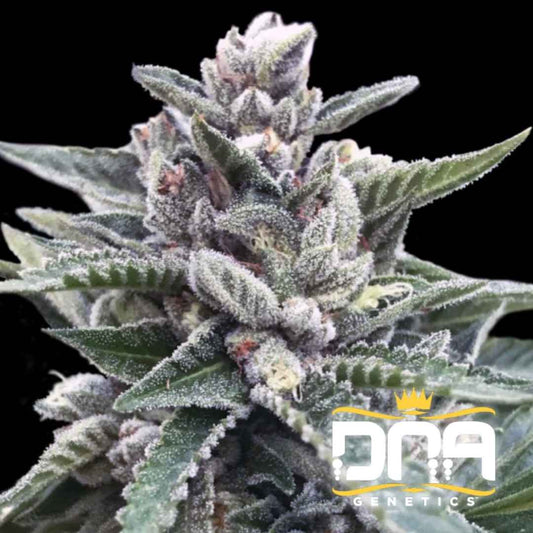 Nahaufnahme einer Kosher Sorbet Pflanze mit dichten, harzüberzogenen Buds und violett-grünen Blütenblättern.