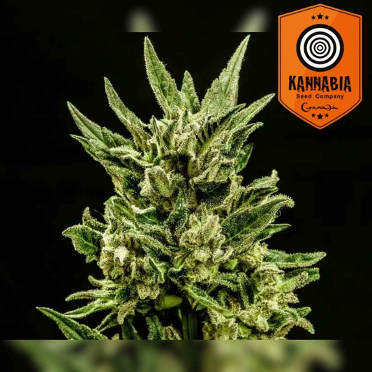 Kritic Auto Blüte mit dichten Buds und kristallbedeckten Blättern