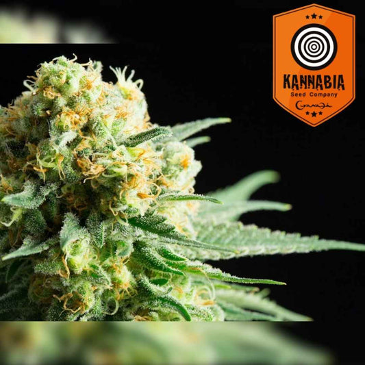 Nahaufnahme einer Kritikal-K Blüte mit dichten Harztrichomen und orangefarbenen Blütenhaaren.