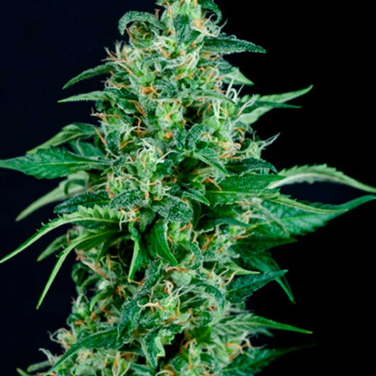 Harzige Kryptonite Blüte mit dichten grünen Buds und orangefarbenen Härchen