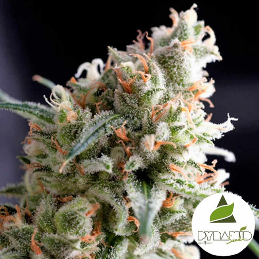 Harzige Kukulkan Blüte mit dichten Trichomen und orangefarbenen Blütenhaaren