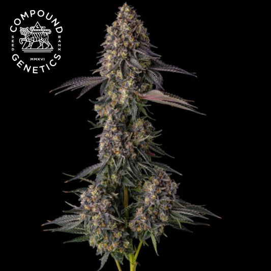 Kumamotoz Cannabisblüte mit dichten Knospen, Harzschicht und violetten Blättern