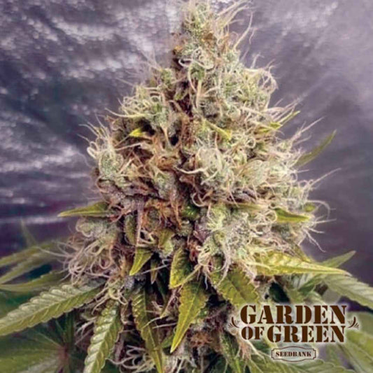 Dichte Auto Kush Mass Blüte mit harzigen Trichomen und orangefarbenen Blütenhaaren