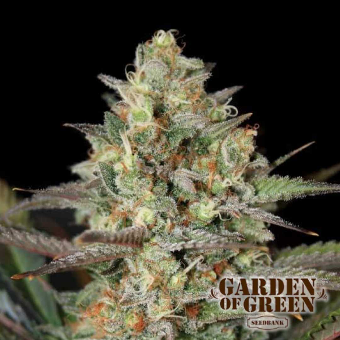 Nahaufnahme einer harzreichen Kush Mass Blüte mit orangefarbenen Blütenhaaren