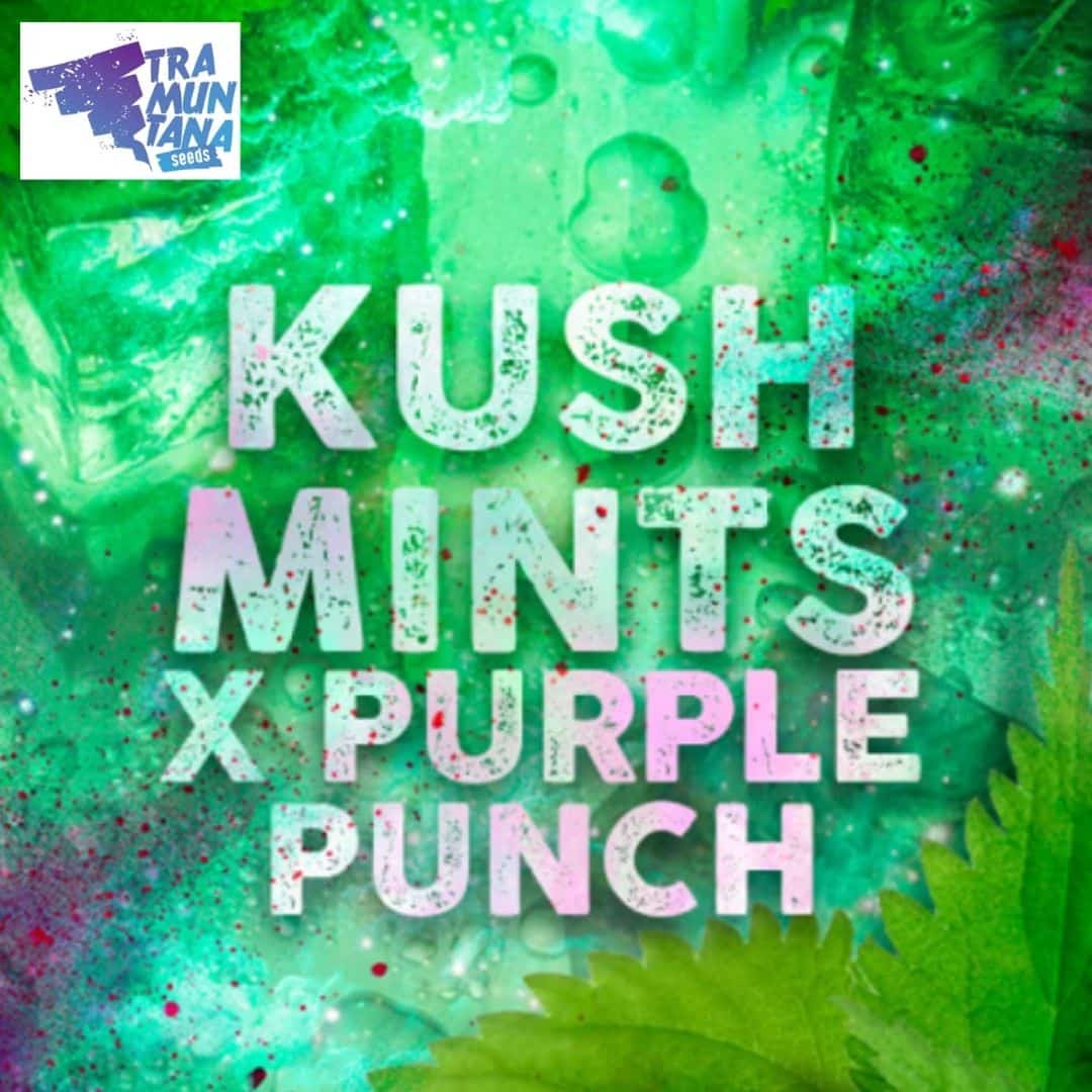 Kush Mints Motiv mit großem Schriftzug Kush Mints x Purple Punch und grünen Blättermotiven.
