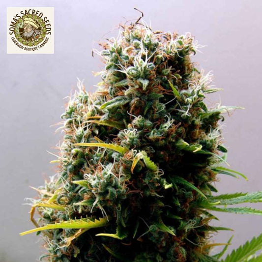 Dichte Kushadelic Cannabisblüte mit harzigen Trichomen, orangefarbenen Blütenfäden und grünen Zuckerblättern