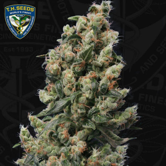 Kompakte Kushage-Blüte mit dichter Harzschicht, orangefarbenen Stempeln und grünen Zuckerblättern.