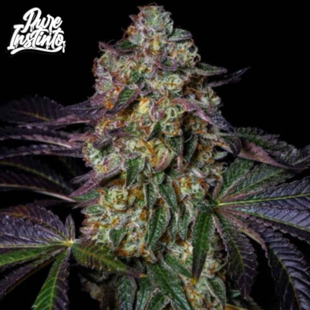 Kushmallow Cannabis Blüte mit dichten harzigen Buds und violett grünen Blättern, starke Trichombildung bei reifer Kushmallow Sorte