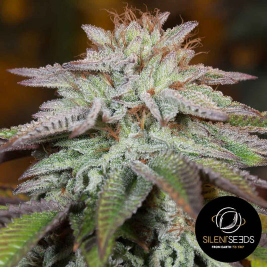 Nahaufnahme einer L.A. Vanilla Cake Auto Blüte mit frostigen Trichomen und violett-grünen Zuckerblättern.