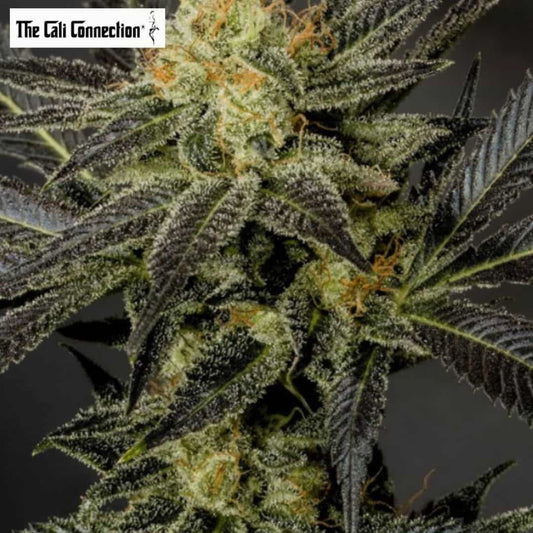 Harzige LA Affie Blüte mit orangefarbenen Blütenfäden, dichten Kelchen und dunkelvioletten Zuckerblättern.
