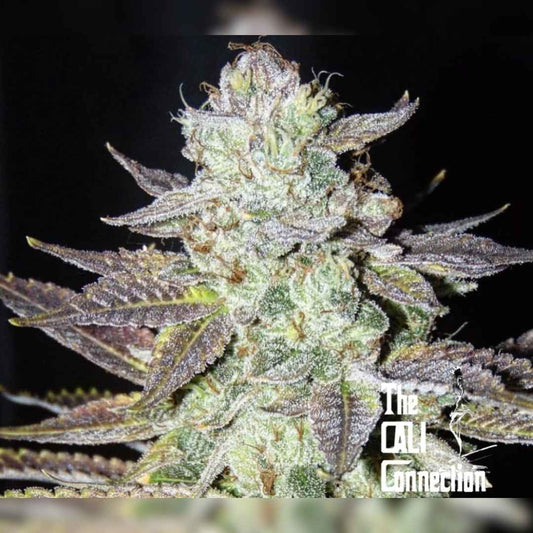 LA Cookies Bud mit dichten, harzigen Blüten und violett-grünen Blättern voller Kristalltrichome