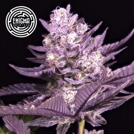LA Kush Cake Blüte mit dichten, harzigen Buds und violetten Blättern in der späten Blütephase